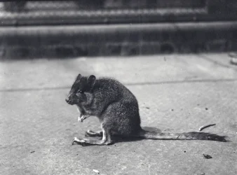 Brush-tailed Rock-wallaby at London Zoo, June 1916